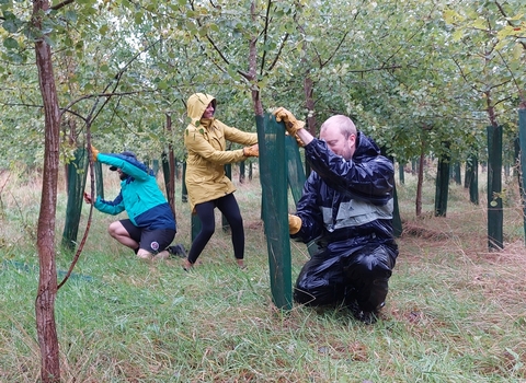 Three people removing guards from trees