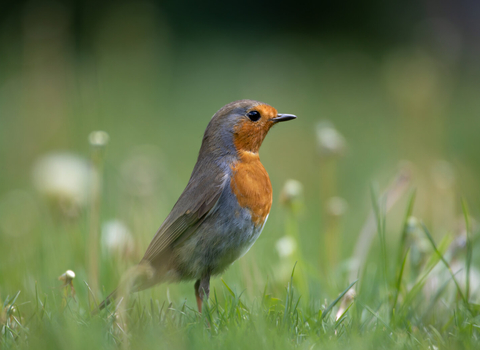 Robin in garden