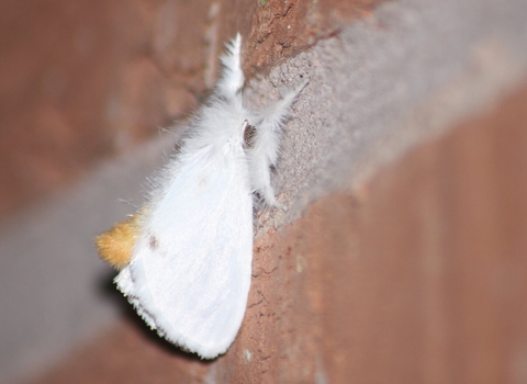 A yellow-tail moth resting on a brick wall, its abdomen curled up to reveal the distinctive yellow tail